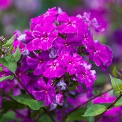 Phlox paniculata <span>‘Twinckle Purple’</span>