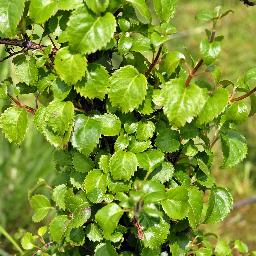 Hydrangea anomala petiolaris <span>‘Brookside Little Leaf’</span>