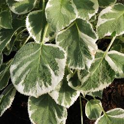 Hydrangea anomala petiolaris <span>‘Silver Lining’</span>