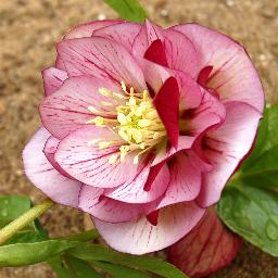 Helleborus orientalis <span>‘Double Pink Picotee’</span>