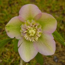 Helleborus orientalis <span>‘Anemone Pink’</span>