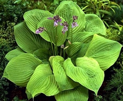 Hosta <span>‘Sum and Substance’</span>