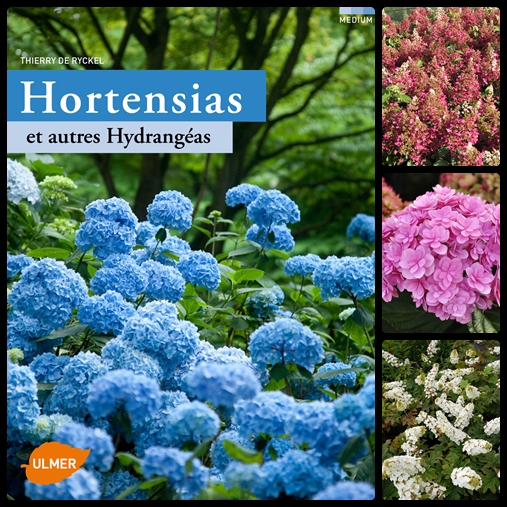 « Hortensias et autres Hydrangeas » éd. Ulmer