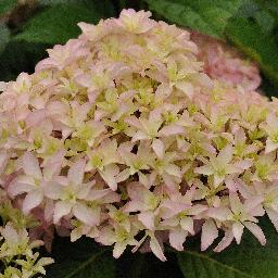 Hydrangea macrophylla <span>‘Inspire’ (You and Me)</span>