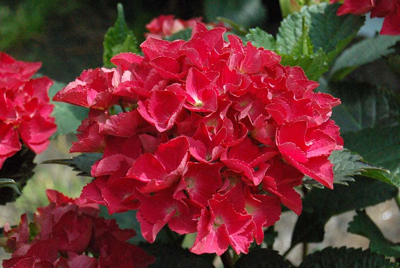 Hydrangea macrophylla <span>‘Red Beauty’</span>