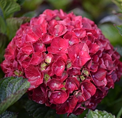 Hydrangea macrophylla <span>‘Ruby Red’</span>