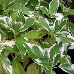 Hydrangea macrophylla <span>‘Tricolor’</span>