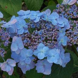 Hydrangea serrata <span>‘Blue Billow’</span>