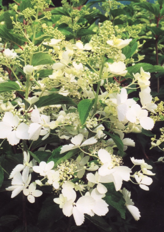 Hydrangea paniculata <span>‘White Lady’</span>