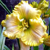 Hemerocallis <span>‘Marie Alix’ (syn. ‘Esprit de Jardin’)</span>