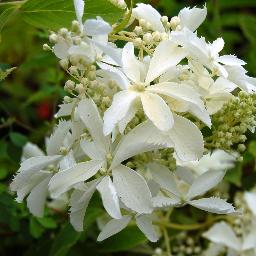 Hydrangea paniculata <span>‘Bridal Veil’</span>