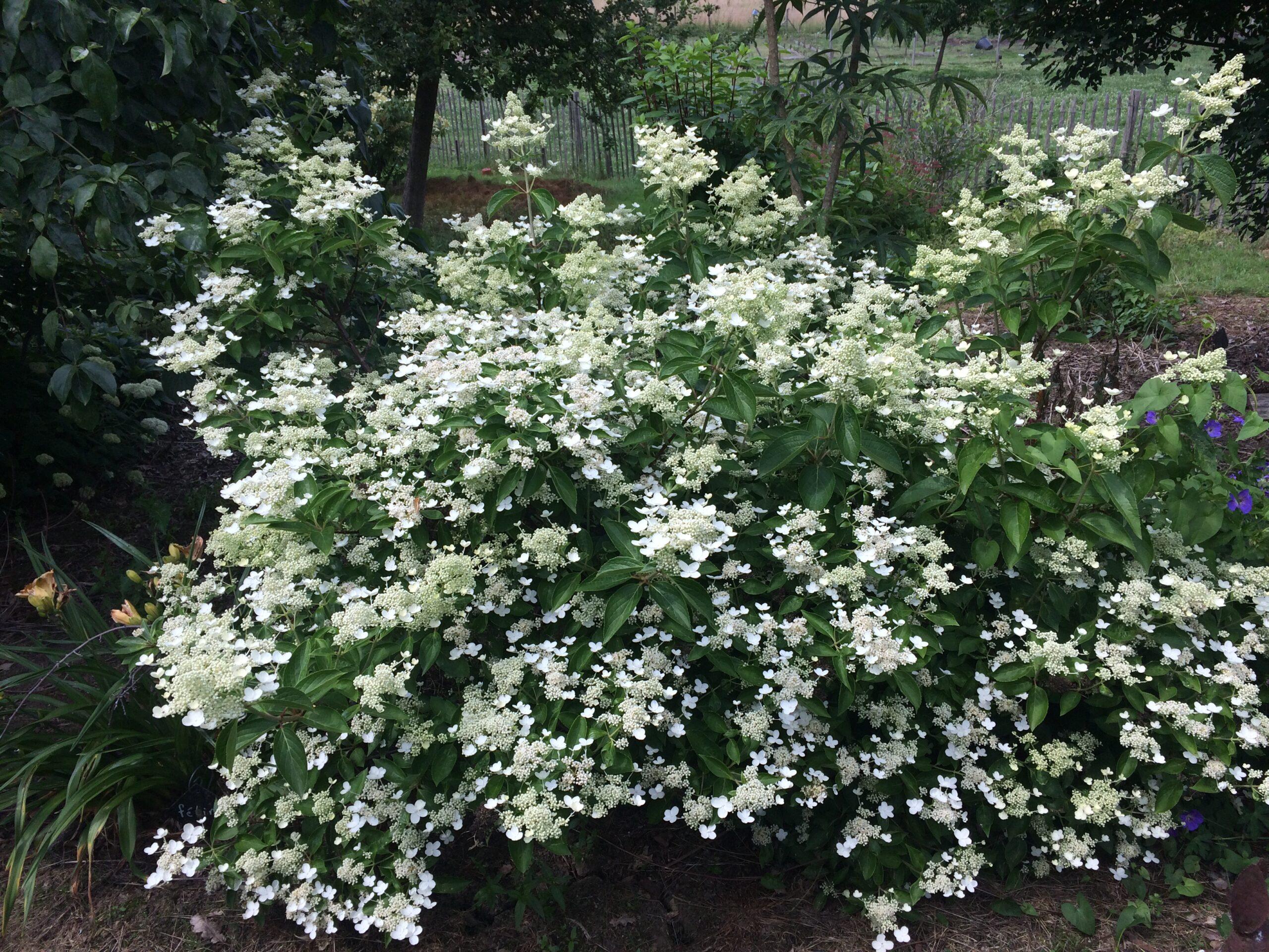 Hydrangea paniculata <span>‘Prim White’</span>